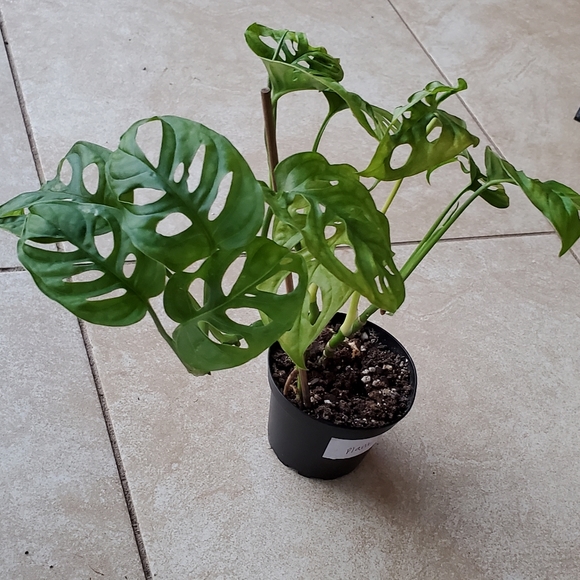 Monstera Adansonii (G) | 3" pot - Picture 6 of 10